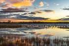 USA, New Mexico, Bosque Del Apache National Wildlife Refuge. Snow geese in water at sunrise. Art Print
